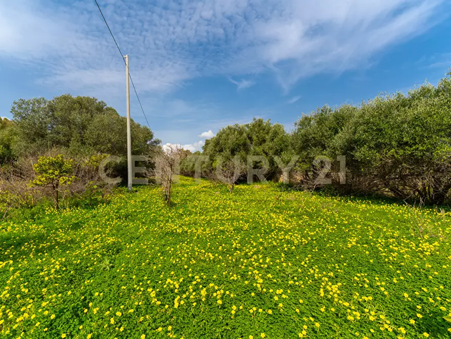 Immagine 28 di Terreno agricolo in vendita  in Contrada Vaccarizzo a Catania