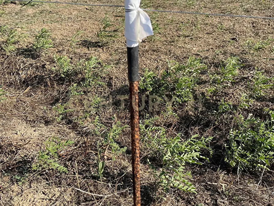 Immagine 17 di Terreno agricolo in vendita  in Strada Provinciale 104 snc a Lentini