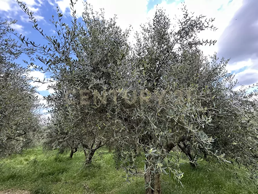 Immagine 21 di Rustico / casale in vendita  in Via Postuman a Mezzane Di Sotto