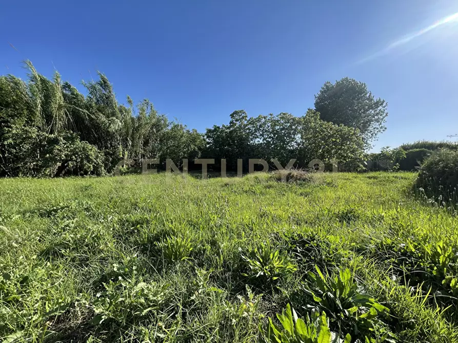 Immagine 10 di Terreno agricolo in vendita  in Via di Cameretta a Orbetello