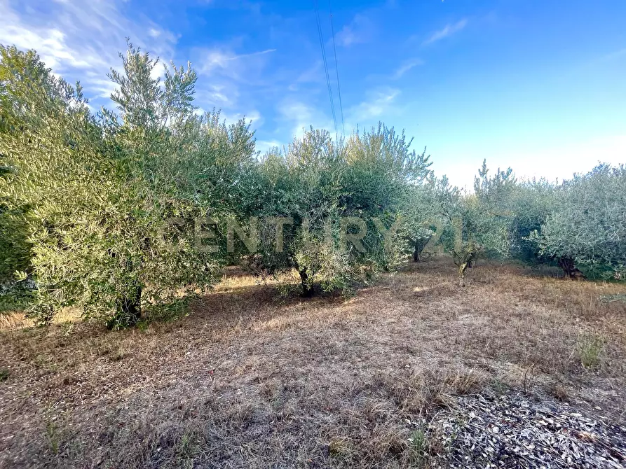 Immagine 20 di Porzione di casa in vendita  in Strada Vicinale di San Donato 36 a Orbetello