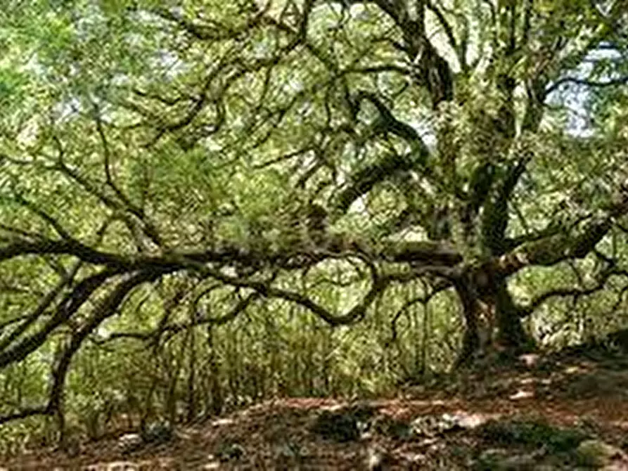 Immagine 2 di Terreno agricolo in vendita  in contrada porcheria SNC a Maletto