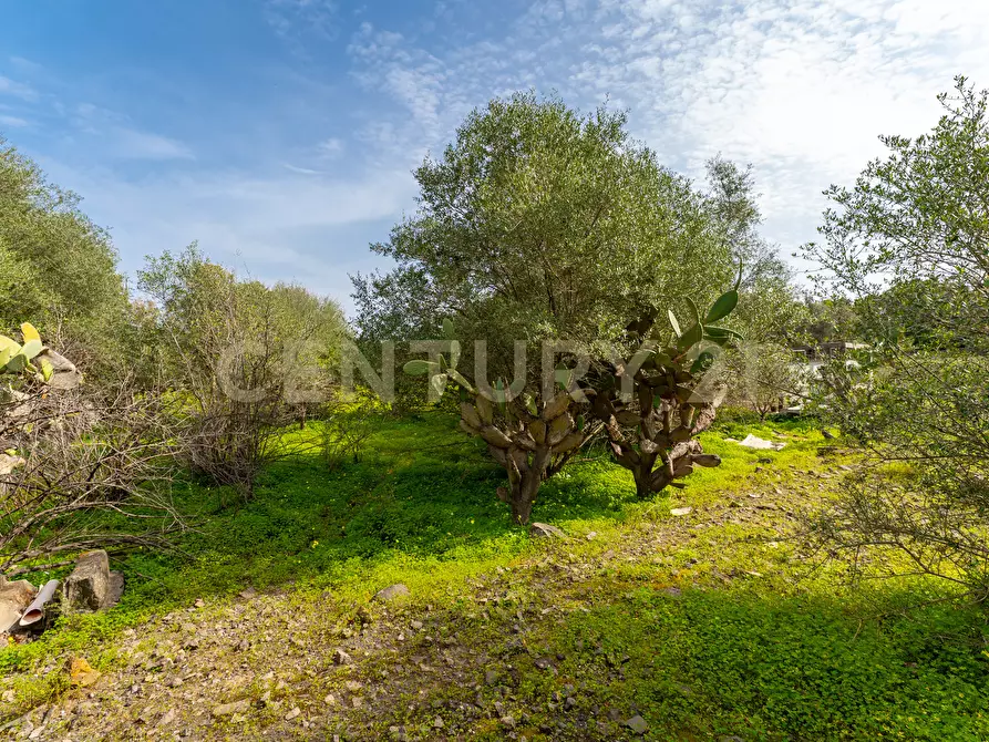 Immagine 17 di Terreno agricolo in vendita  in Contrada Vaccarizzo a Catania