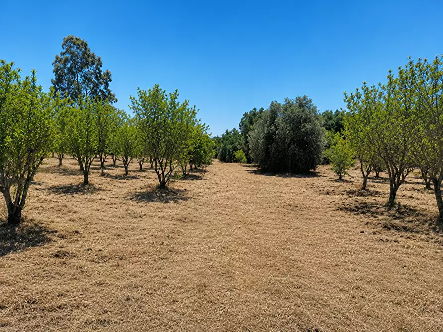 Immagine 12 di Terreno agricolo in vendita  in Contrada San Benedetto a Ostuni
