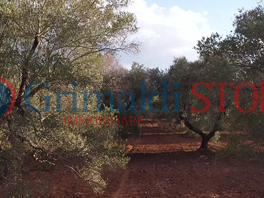 Immagine 18 di Terreno agricolo in vendita  a Manduria