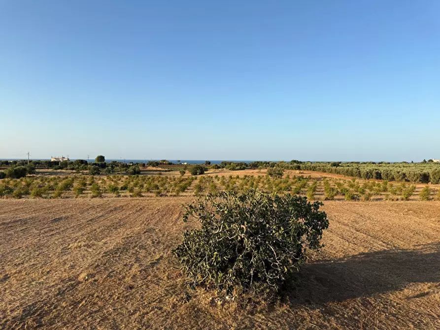 Immagine 17 di Terreno agricolo in vendita  in Contrada Cerasina a Fasano