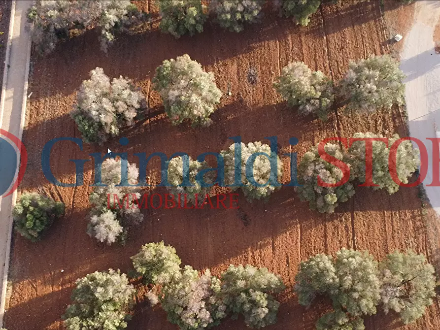 Immagine 8 di Terreno agricolo in vendita  a Manduria