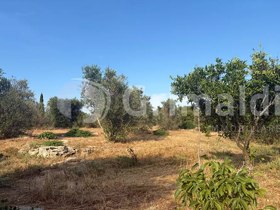 Immagine 31 di Terreno agricolo in vendita  in Contrada Coline a Alezio