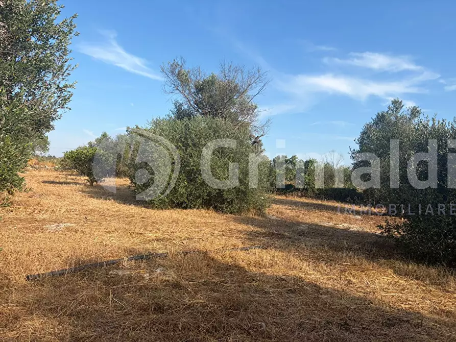 Immagine 23 di Terreno agricolo in vendita  in Contrada Coline a Alezio