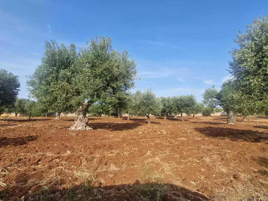 Immagine 4 di Casa indipendente in vendita  in C.da Caramanna a Monopoli