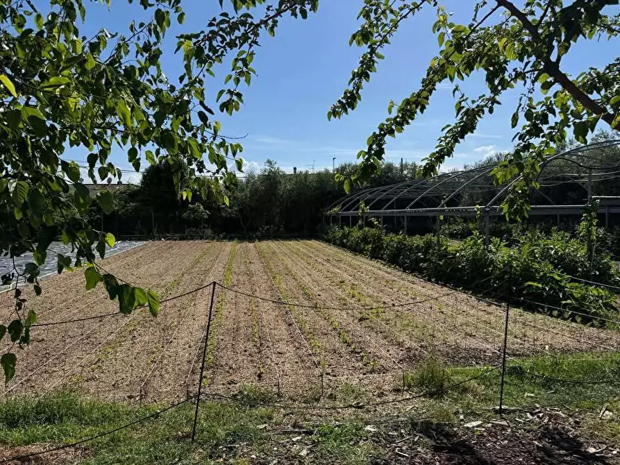 Immagine 2 di Terreno agricolo in vendita  a Pietrasanta