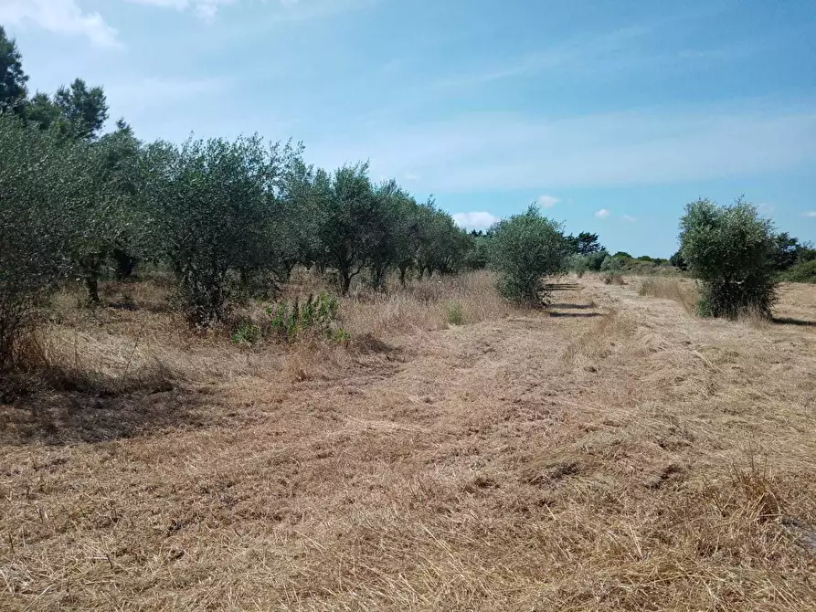 Immagine 1 di Terreno agricolo in vendita  a Olmedo