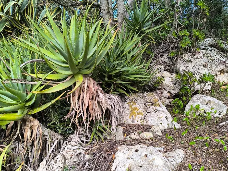 Immagine 20 di Villa in vendita  in Strada Vicinale Li Curuneddi Tronco B a Sassari