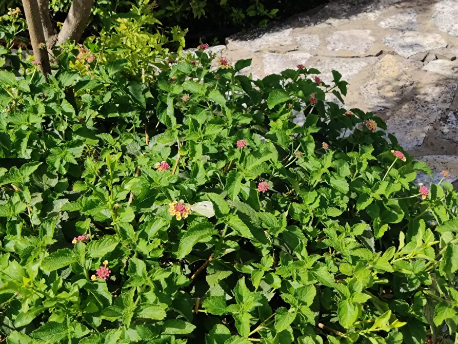 Immagine 59 di Villa in vendita  a Castellammare Del Golfo