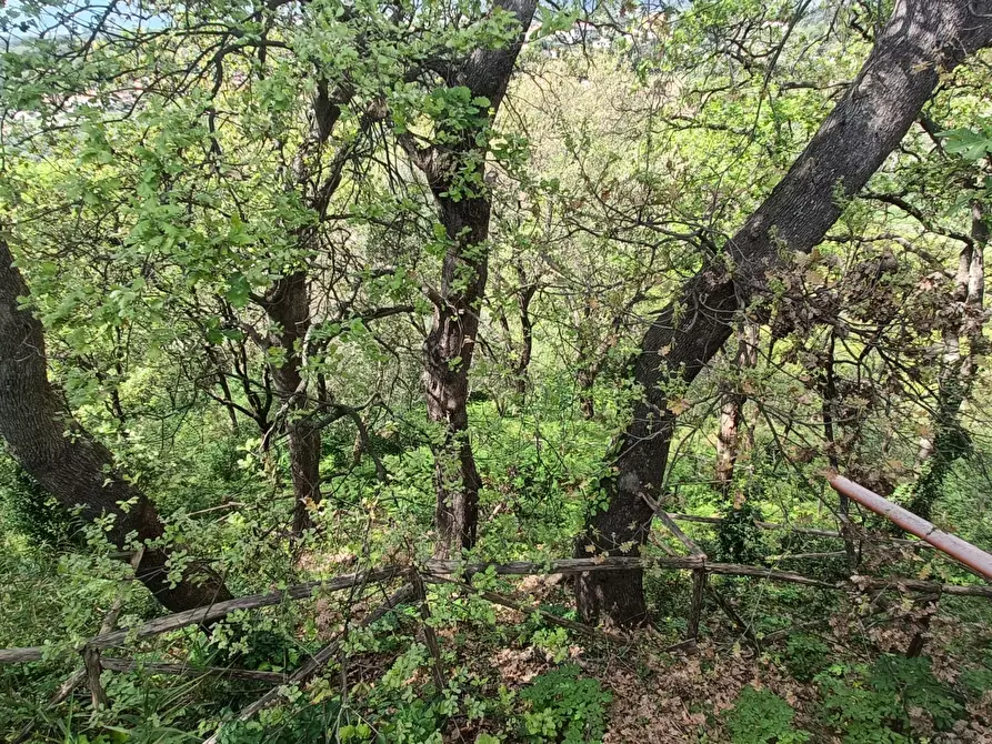 Immagine 14 di Casa indipendente in vendita  in strada provinciale a Pianopoli