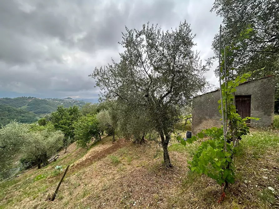 Immagine 8 di Terreno agricolo in vendita  a Arcola