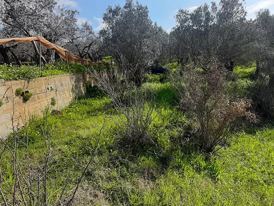 Immagine 4 di Terreno agricolo in vendita  in via raiello a Montecorvino Rovella