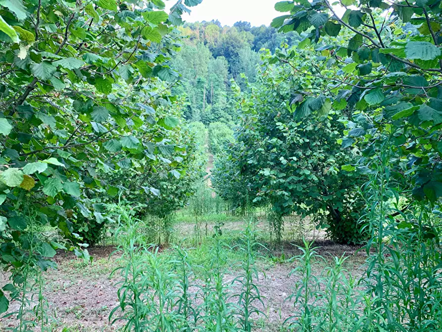 Immagine 4 di Terreno agricolo in vendita  in Borgata Pianezzo 102 a Dogliani
