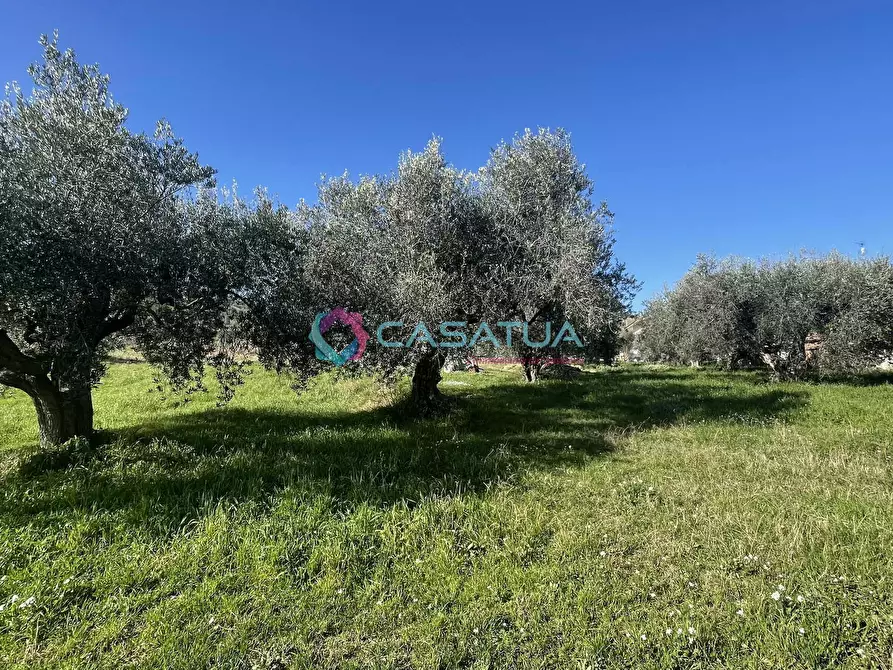Immagine 13 di Terreno agricolo in vendita  a Silvi