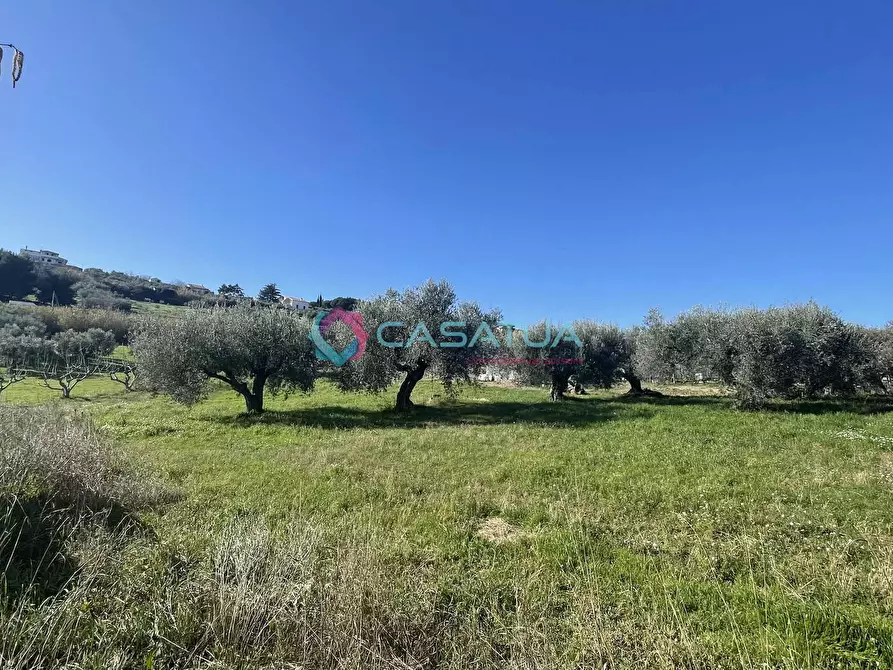 Immagine 17 di Terreno agricolo in vendita  a Silvi
