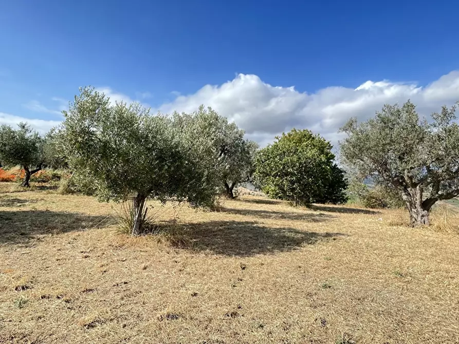 Immagine 13 di Terreno agricolo in vendita  a Silvi