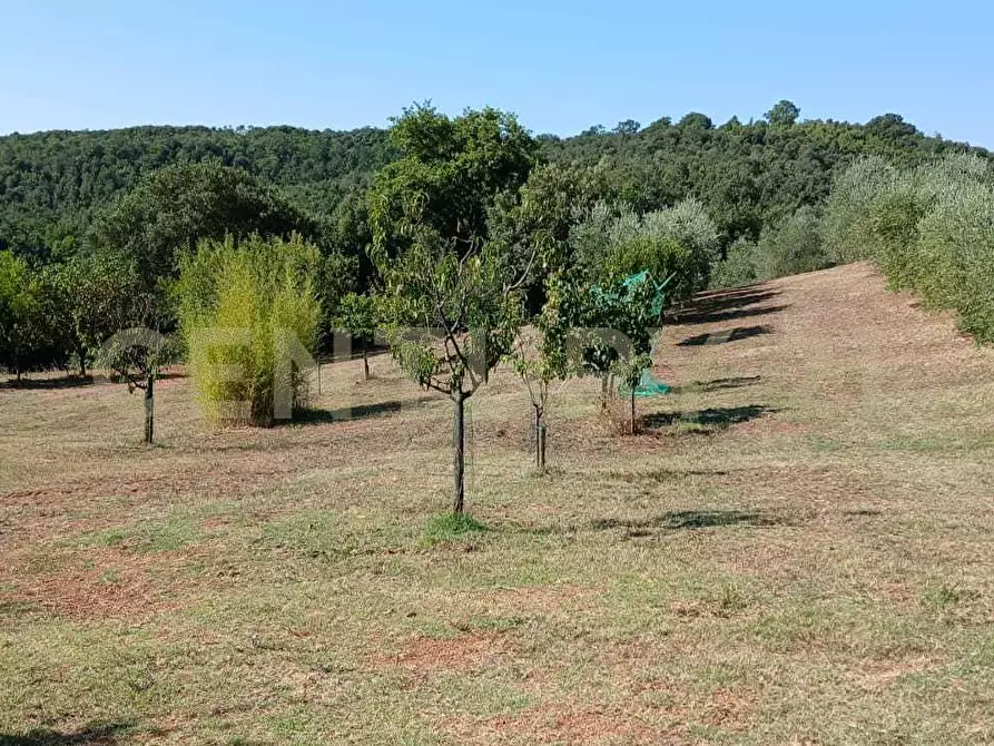 Immagine 18 di Azienda agricola in vendita  in località poggio al capraio snc a Roccastrada