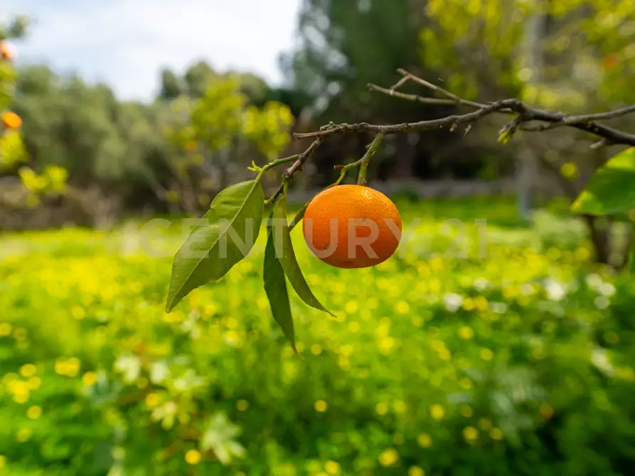 Immagine 22 di Terreno agricolo in vendita  in Contrada Vaccarizzo a Catania