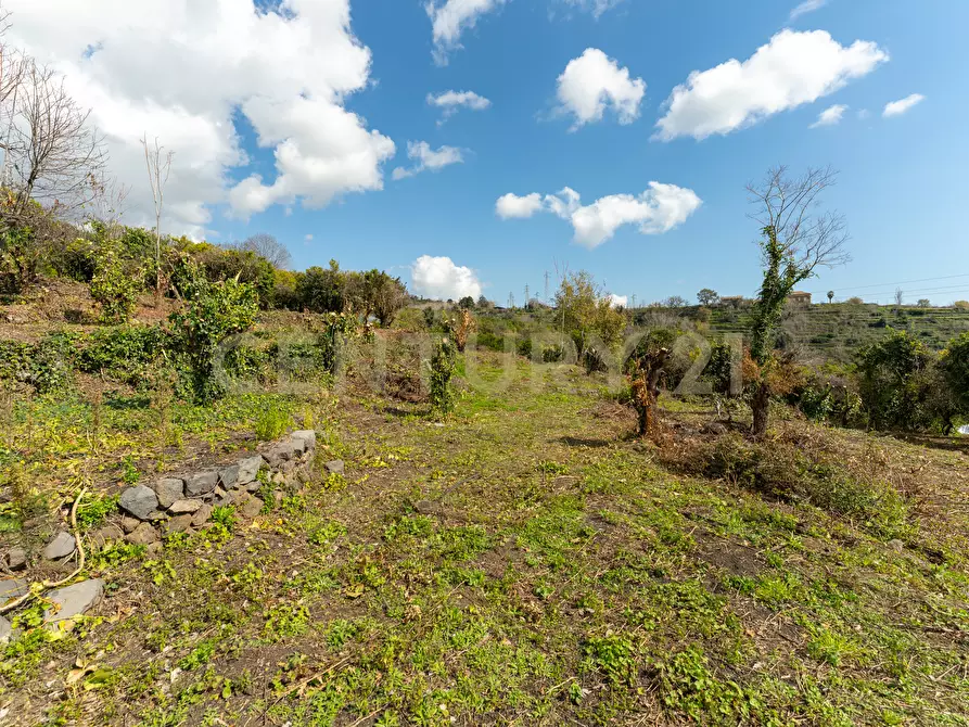 Immagine 9 di Terreno agricolo in vendita  in via giuseppe zinghirino 1 a Giarre