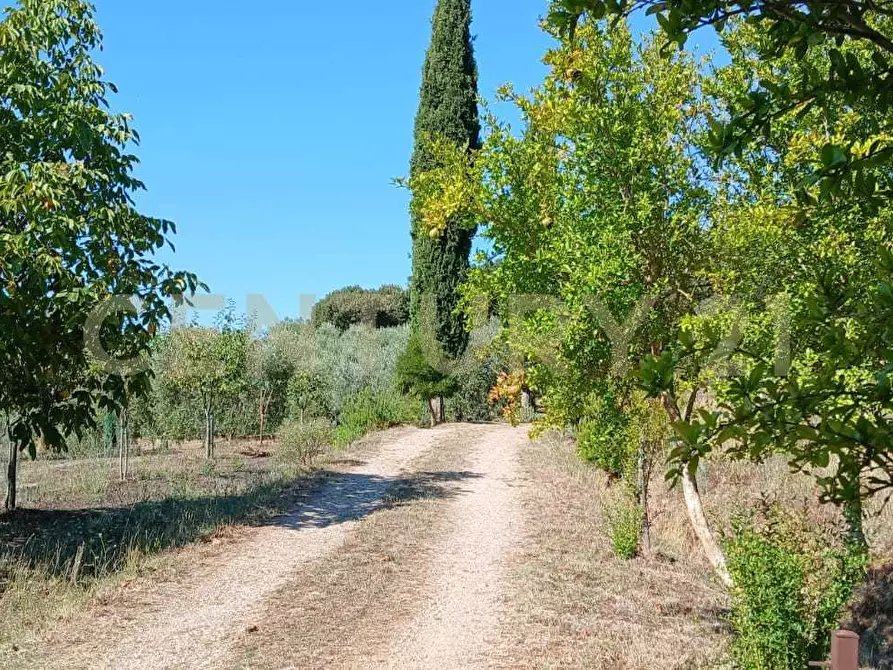 Immagine 17 di Azienda agricola in vendita  in località poggio al capraio snc a Roccastrada