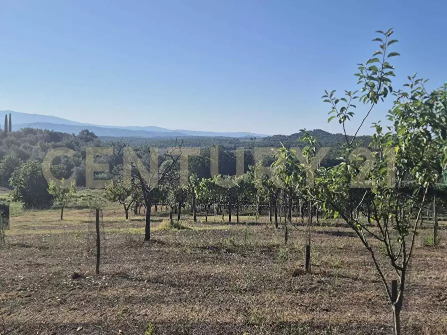 Immagine 25 di Azienda agricola in vendita  in località poggio al capraio snc a Roccastrada