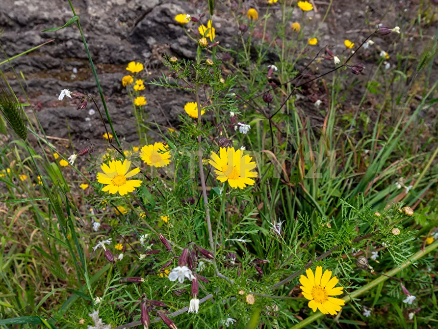 Immagine 18 di Terreno industriale in vendita  in Via dei Belfiore 4 a Valverde