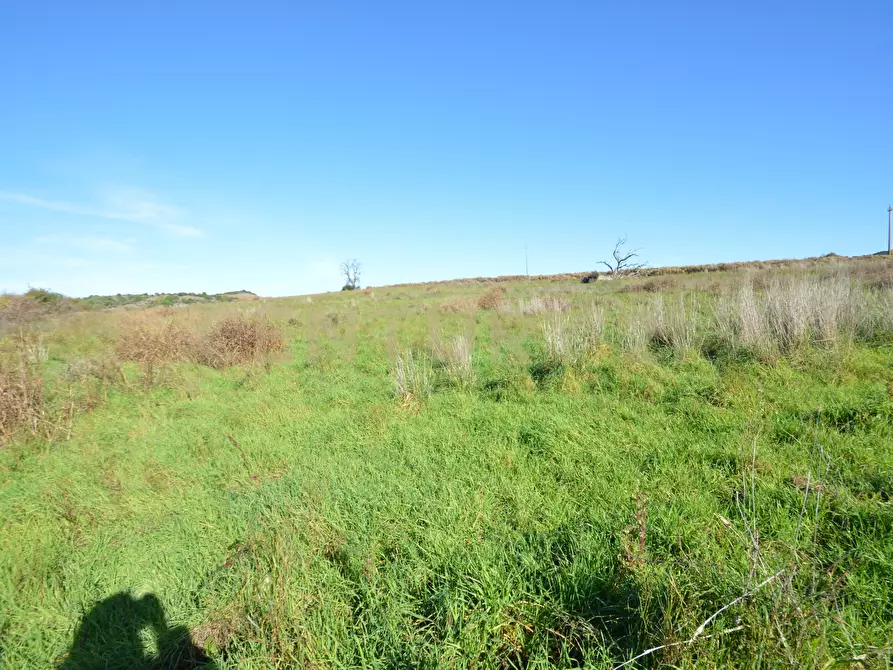 Immagine 5 di Terreno agricolo in vendita  in Strada Provinciale Montiano a Grosseto