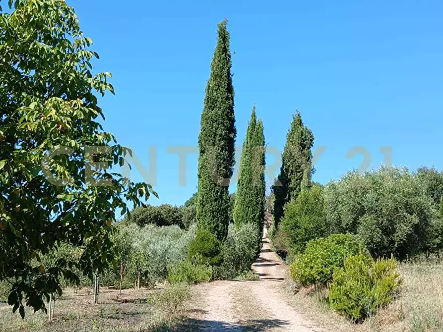 Immagine 46 di Azienda agricola in vendita  in località poggio al capraio snc a Roccastrada