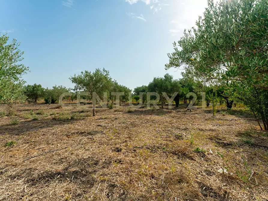 Immagine 7 di Terreno agricolo in vendita  in Strada Statale 194 a Carlentini