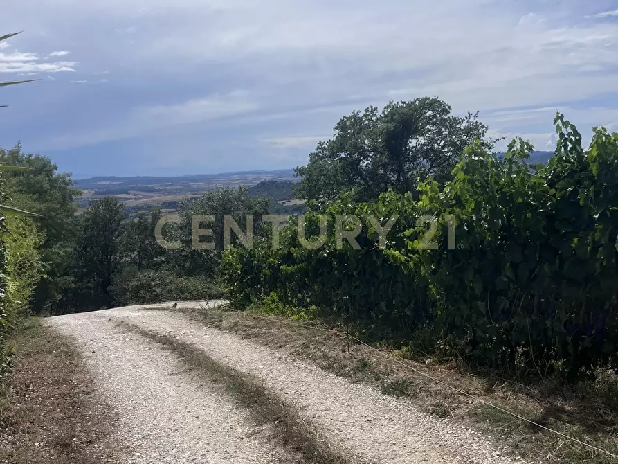 Immagine 10 di Azienda agricola in vendita  in Strada dei Sassi Bianchi a Manciano