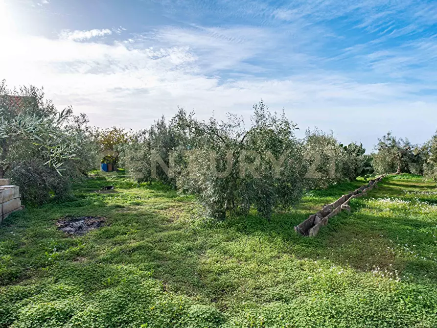 Immagine 6 di Terreno agricolo in vendita  in Contrada San Francesco snc a Paterno'