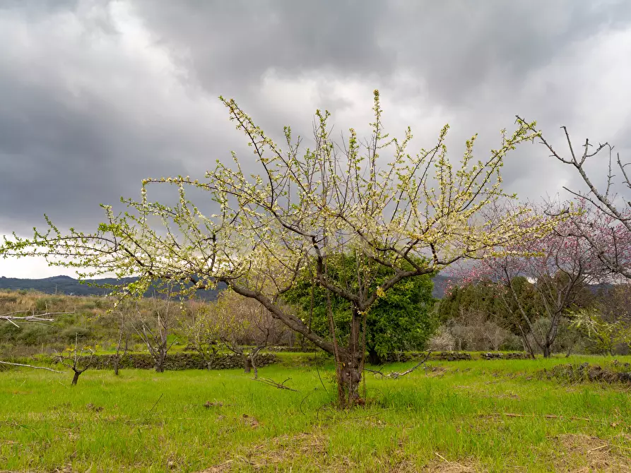 Immagine 33 di Casa indipendente in vendita  in Via Armando Diaz 83 a Zafferana Etnea