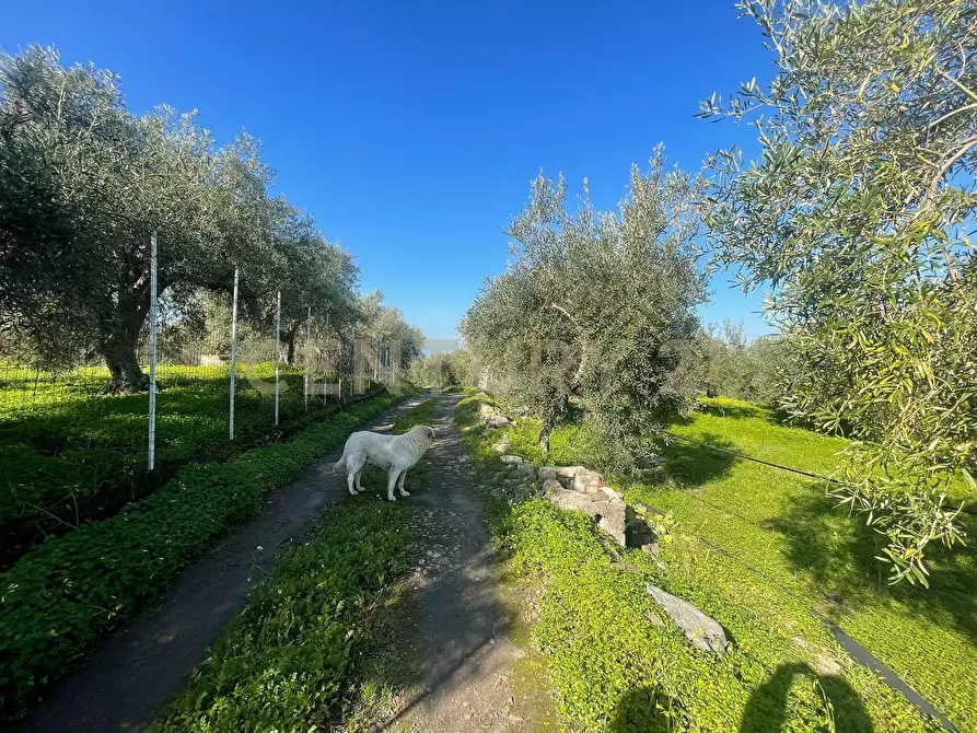 Immagine 43 di Terreno agricolo in vendita  in contrada agnelleria a Belpasso