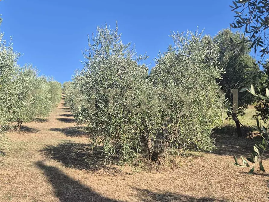 Immagine 20 di Azienda agricola in vendita  in località poggio al capraio snc a Roccastrada