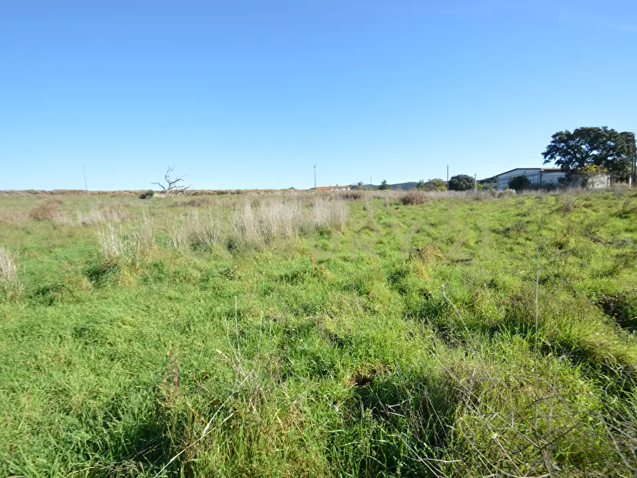Immagine 4 di Terreno agricolo in vendita  in Strada Provinciale Montiano a Grosseto