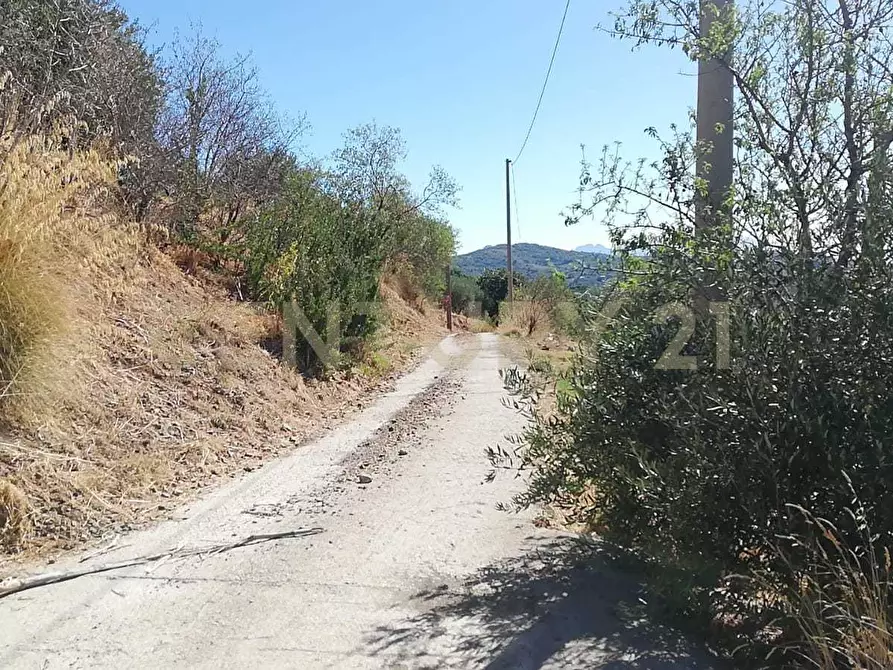 Immagine 4 di Terreno agricolo in vendita  in Contrada Saravulli San Mercurio snc a Piana Degli Albanesi