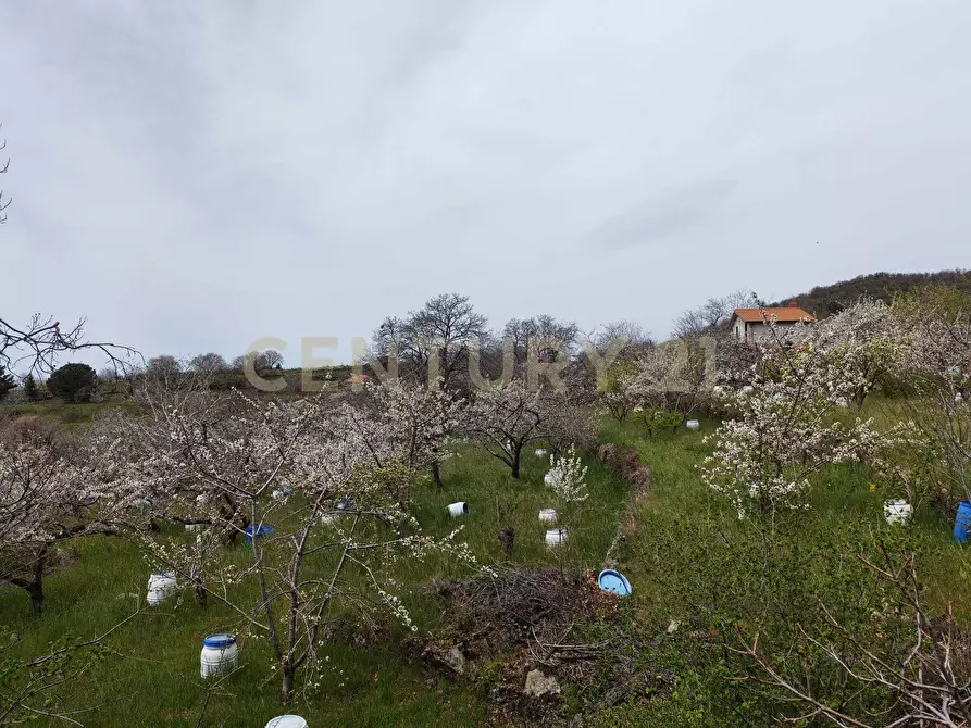Immagine 20 di Terreno agricolo in vendita  in BIANCAVILLA a Catania