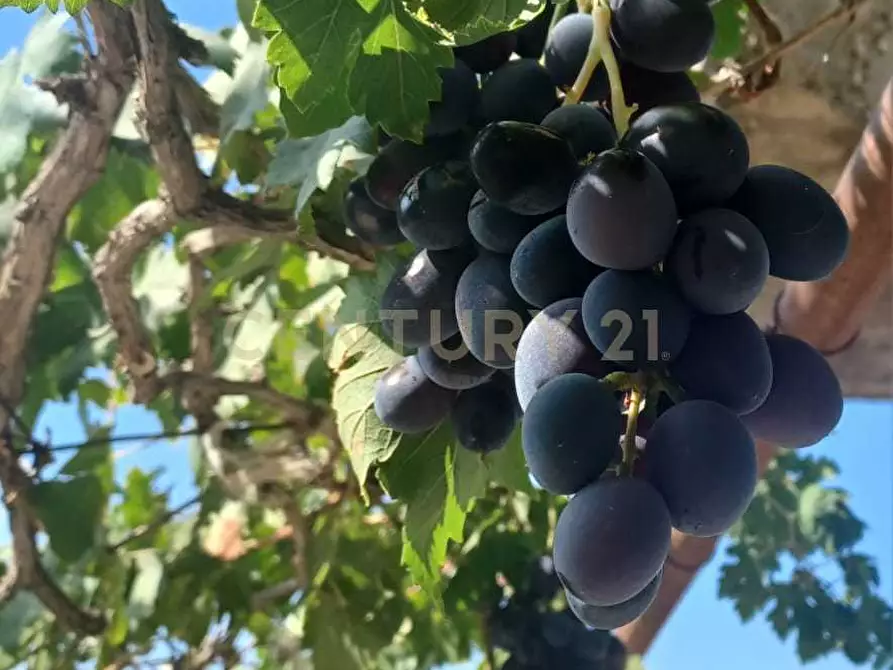 Immagine 5 di Terreno agricolo in vendita  in Contrada Agnelleria a Belpasso