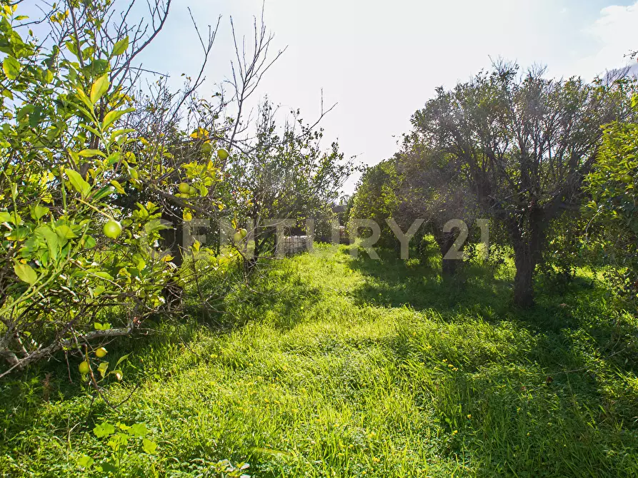 Immagine 7 di Terreno agricolo in vendita  in Via San Piero Patti 108 a Acireale