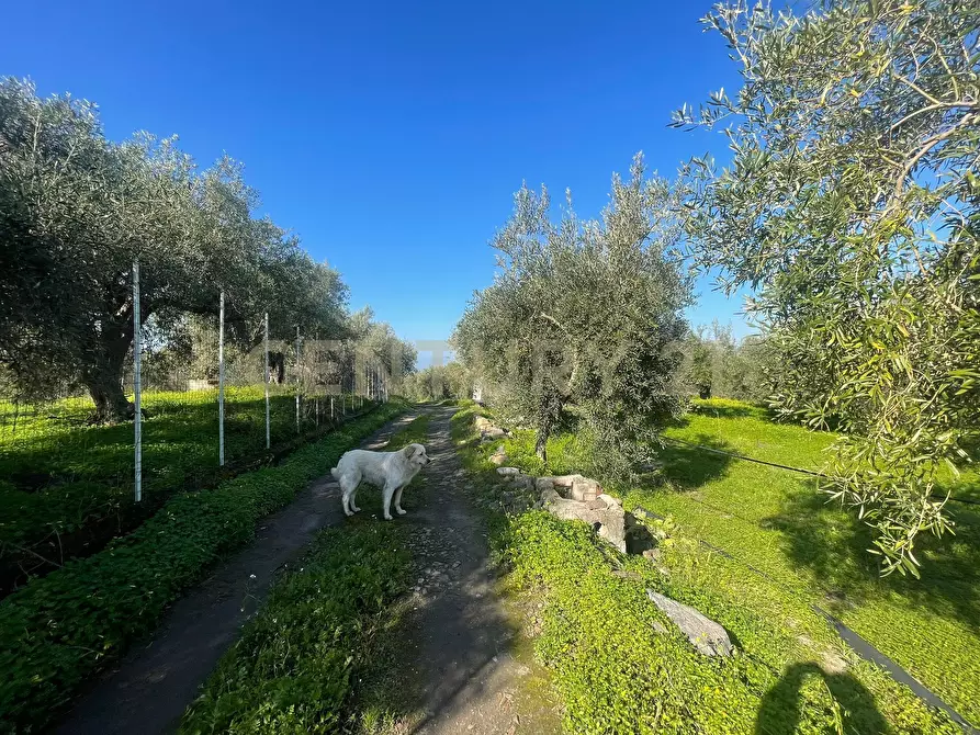 Immagine 49 di Terreno agricolo in vendita  in contrada agnelleria a Belpasso