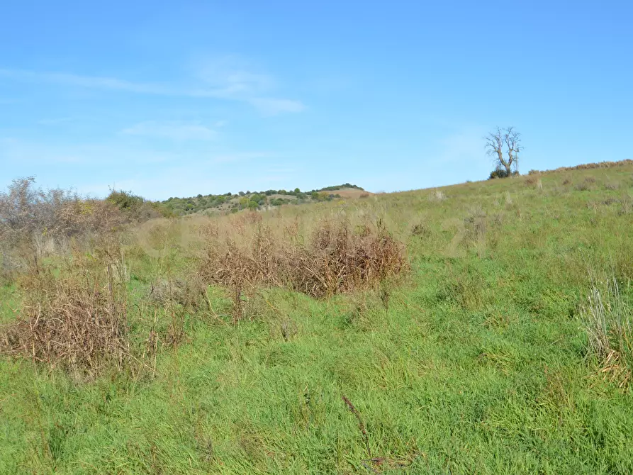 Immagine 10 di Terreno agricolo in vendita  in Strada Provinciale Montiano a Grosseto