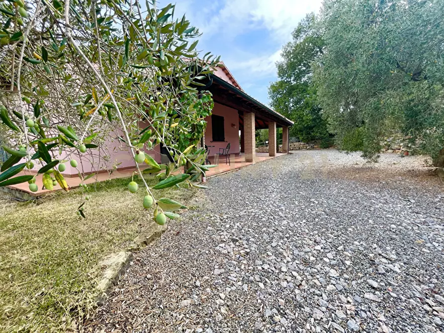 Immagine 11 di Azienda agricola in vendita  in località colle di lupo a Magliano In Toscana