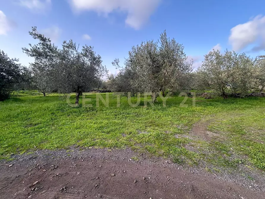 Immagine 22 di Terreno agricolo in vendita  in Via Giovanni Verga 1/A a Misterbianco