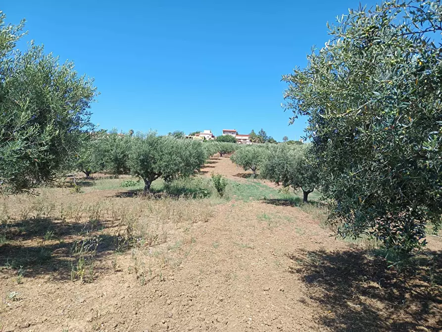 Immagine 10 di Terreno agricolo in vendita  a Balestrate