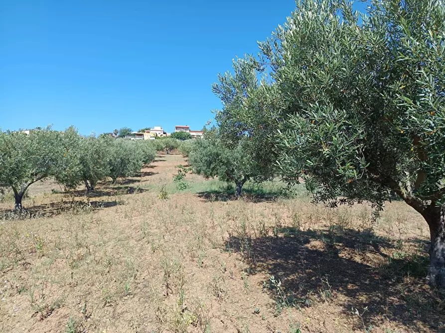 Immagine 4 di Terreno agricolo in vendita  a Balestrate
